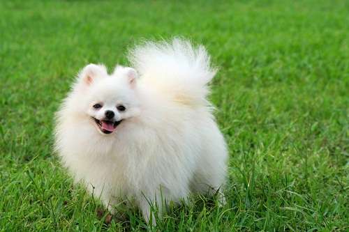 Pomeranian - Chó Phốc Sóc | 1Cham | 1cham.com