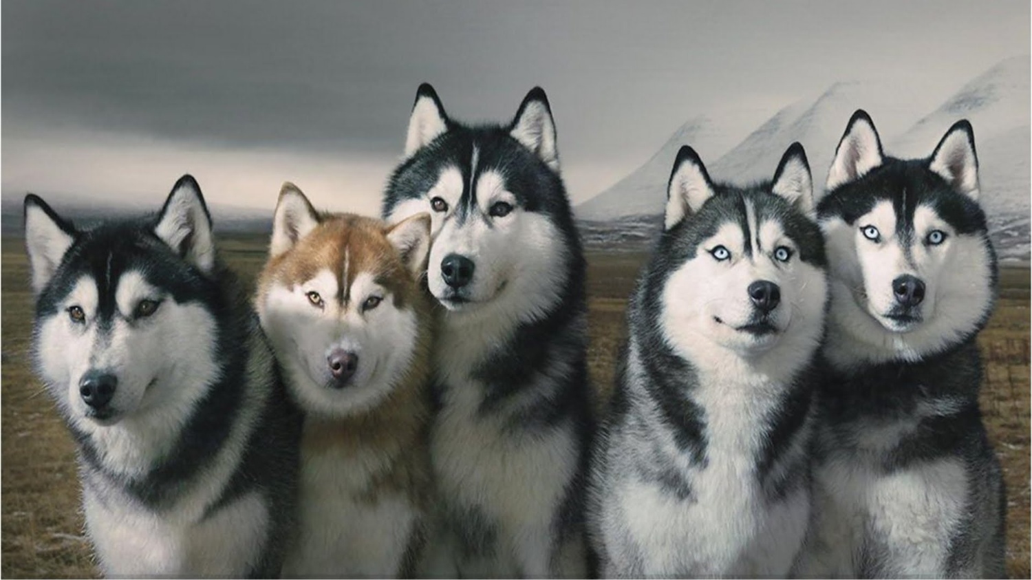 Loài chó ngáo nhất thế giới mang tên Husky  PETXINH